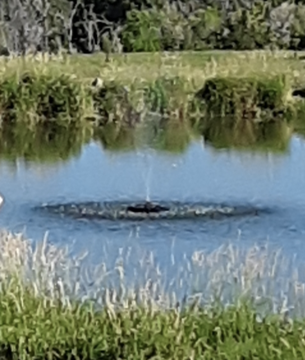 Pond Float Assembly